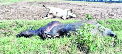 వృద్ధురాలి ఆత్మహత్య 