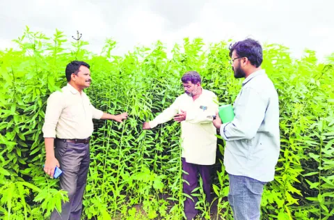 పచ్చి