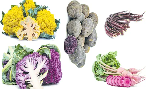 Sakshi Sagubadi: Breeding for Colour Development in Vegetable Crops15