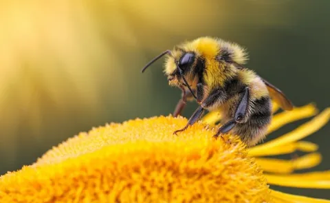 world bee day bees are the unsung heroes of sustainability12