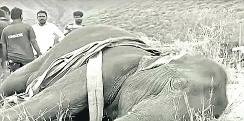 ఫలించని చికిత్స.. ఏనుగు మృతి 
