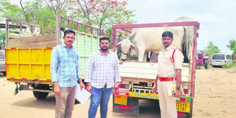 గోవులను తరలిస్తున్న  వాహనాలు పట్టివేత