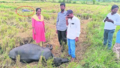 విద్యుత్‌ షాక్‌తో  రెండు గేదెలు మృతి