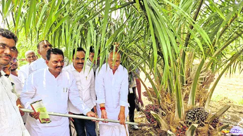 ఆయిల్‌పామ్‌ గెలల కోత షురూ..
