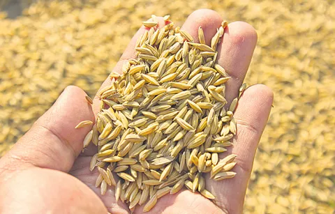 Farmers are increasingly leaning towards paddy varieties in rice cultivation