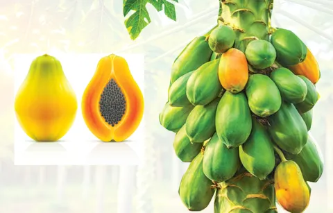 Farmers interest towards papaya cultivation