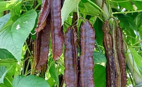 Sagubadi Purple Winged Beans Health Benefits14