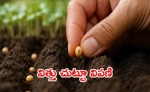 Business of Agricultural Seeds Cornerstone of Global Food Security8