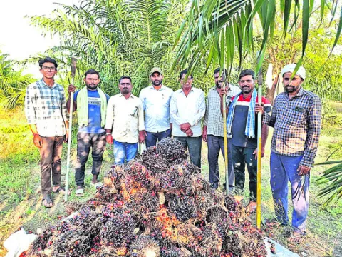 నాలుగేళ్లు శ్రమిస్తే.. ముప్పై ఏళ్లు దిగుబడి