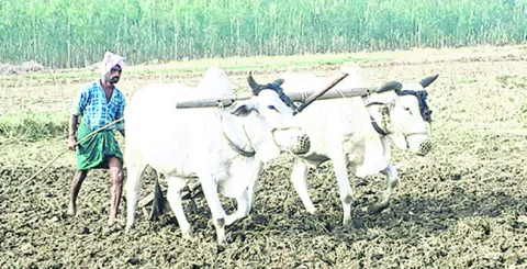 ముందుగానే తొలకరి..
