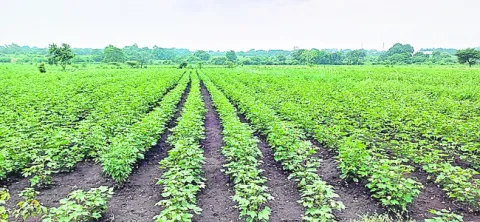 8 లక్