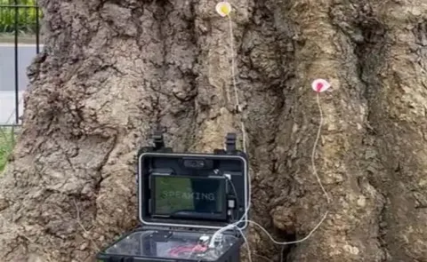 A Technology Project Gives Voice To 200-Year-Old London Plane Tree13