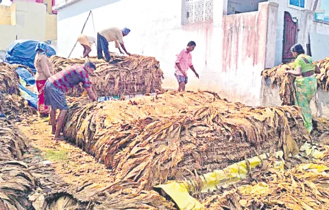 Tobacco farmers are concerned in Nandyala Distric 