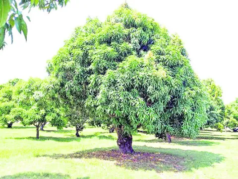 ఫలరాజు ఫలించేలా..
