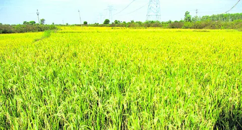 విత్త