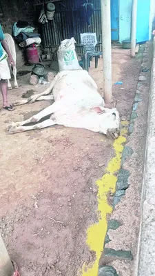 సుకినీతండాలో మూగ గోస.. 