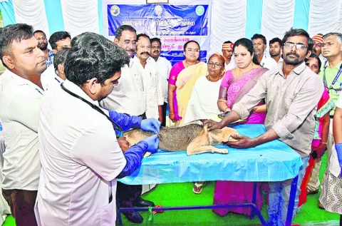 52 వేల శునకాలకు టీకాలు వేయడమే లక్ష్యం 
