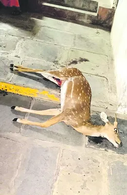 ప్రత్