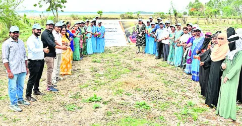 అమ్మ పేరుతో ఒక మొక్క