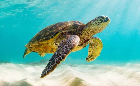 World Turtle day Know History Significance