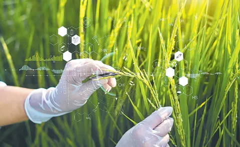 Sakshi Guest Column On Crop yield4