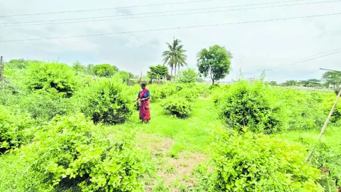 విరుల