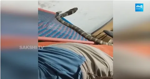 King Cobra Enters Into Bedroom in Uttarakhand  1