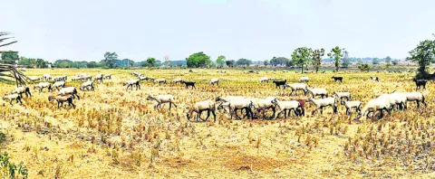 రైతుల సేంద్రియ బాట