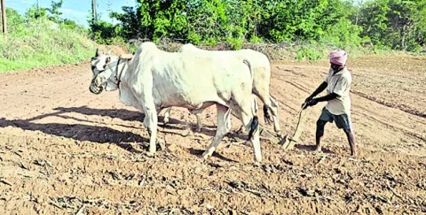 సాగుక