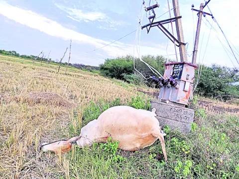 విద్య