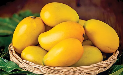 Details of mango varieties
