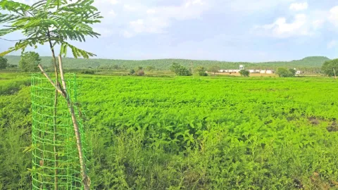 రైతుపై పచ్చిరొట్ట భారం