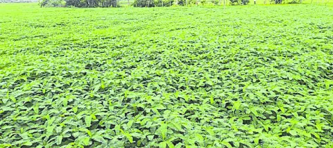 పచ్చిరొట్ట ఎరువుల జాడేది? 