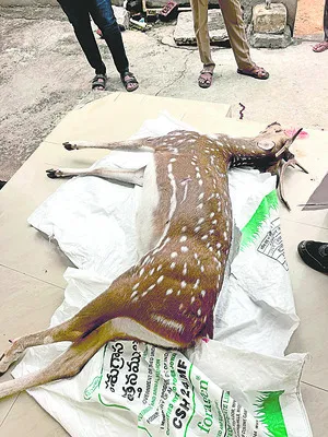 పాదచారుడిని ఢీకొట్టిన కారు 