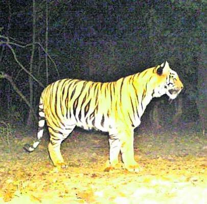 విచారణ వేగవంతం