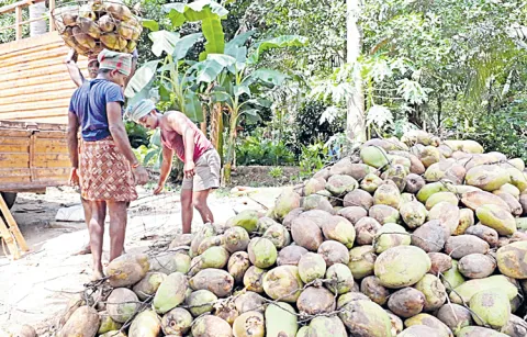 The prices of raw coconut have increased dramatically