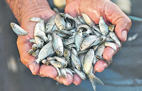 Fishermens concerns over tenders for free distribution of baby fish