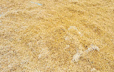 Farmers face difficulties due to non purchase of grain