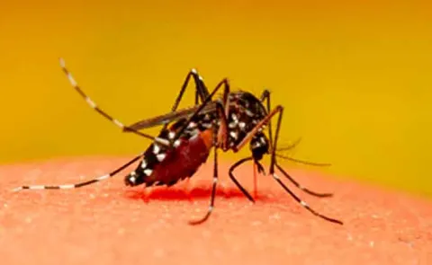 Mosquito control is a significant concern in  GHMC 