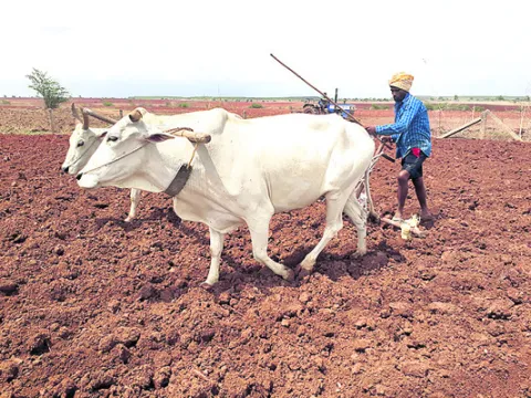పంటమా