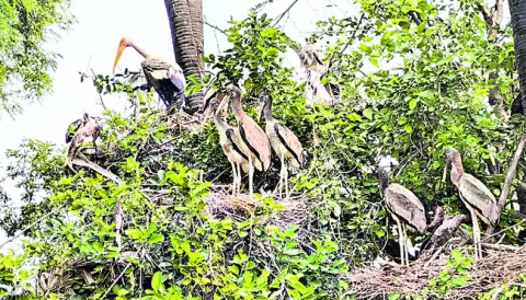 విదేశ