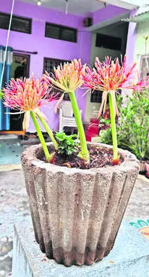 వికసించిన మే పుష్పం 