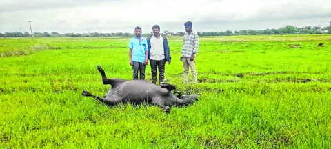 పిడుగు పడి గేదె మృతి 