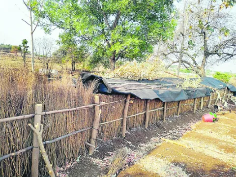నేలమా