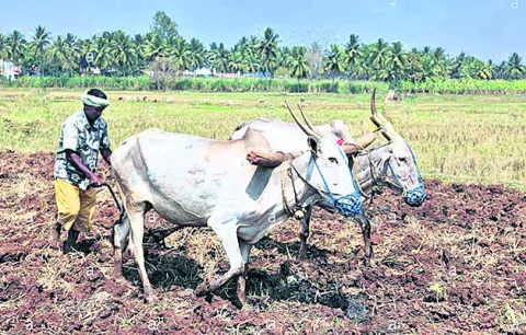కౌలు రైతుల కంటకన్నీరు..!