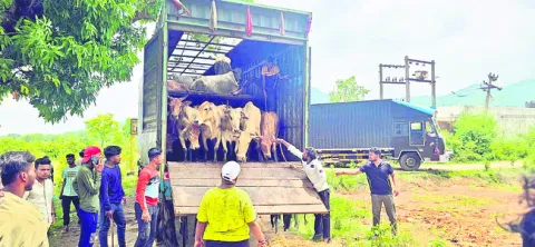 అక్రమంగా తరలిస్తున్న ఆవులుపట్టివేత