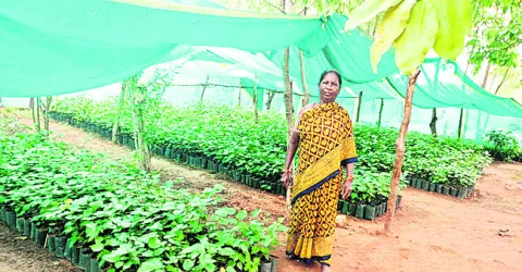 వన మహ