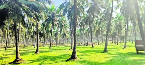 తీరని