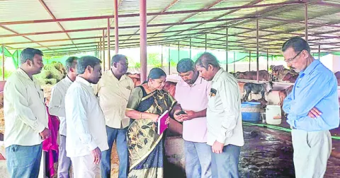 అధికంగా పాలిచ్చే పశువుల వివరాలు నమోదు చేయాలి 
