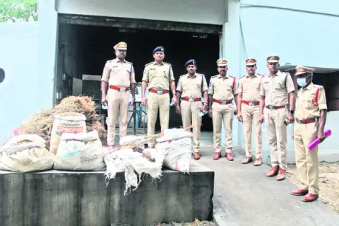 గంజాయి సాగుచేస్తే కఠిన చర్యలు 
